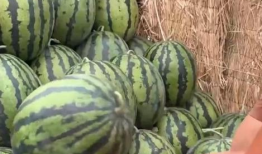 全国各地免费吃瓜爆料视频,免费吃瓜视频带你一网打尽各地风土人情